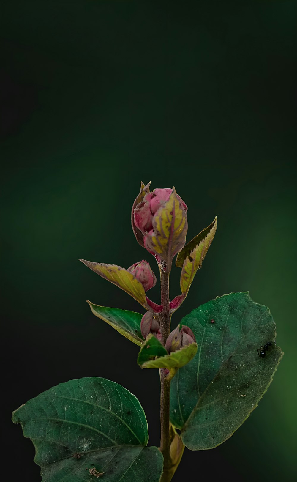a pink flower with green leaves on a dark background