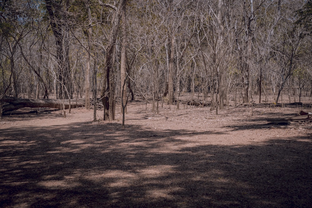 un'area boschiva con alberi e una panchina