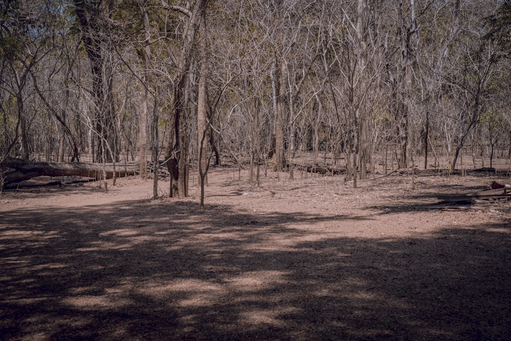 a wooded area with trees and a bench