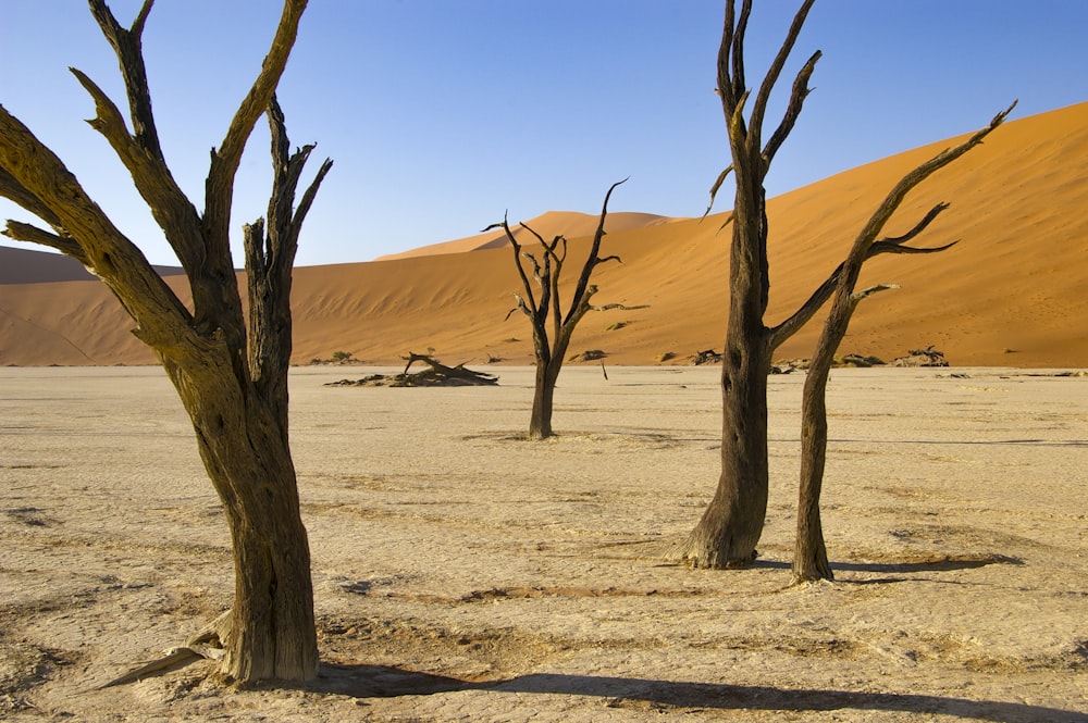 un gruppo di alberi morti in piedi nel mezzo di un deserto