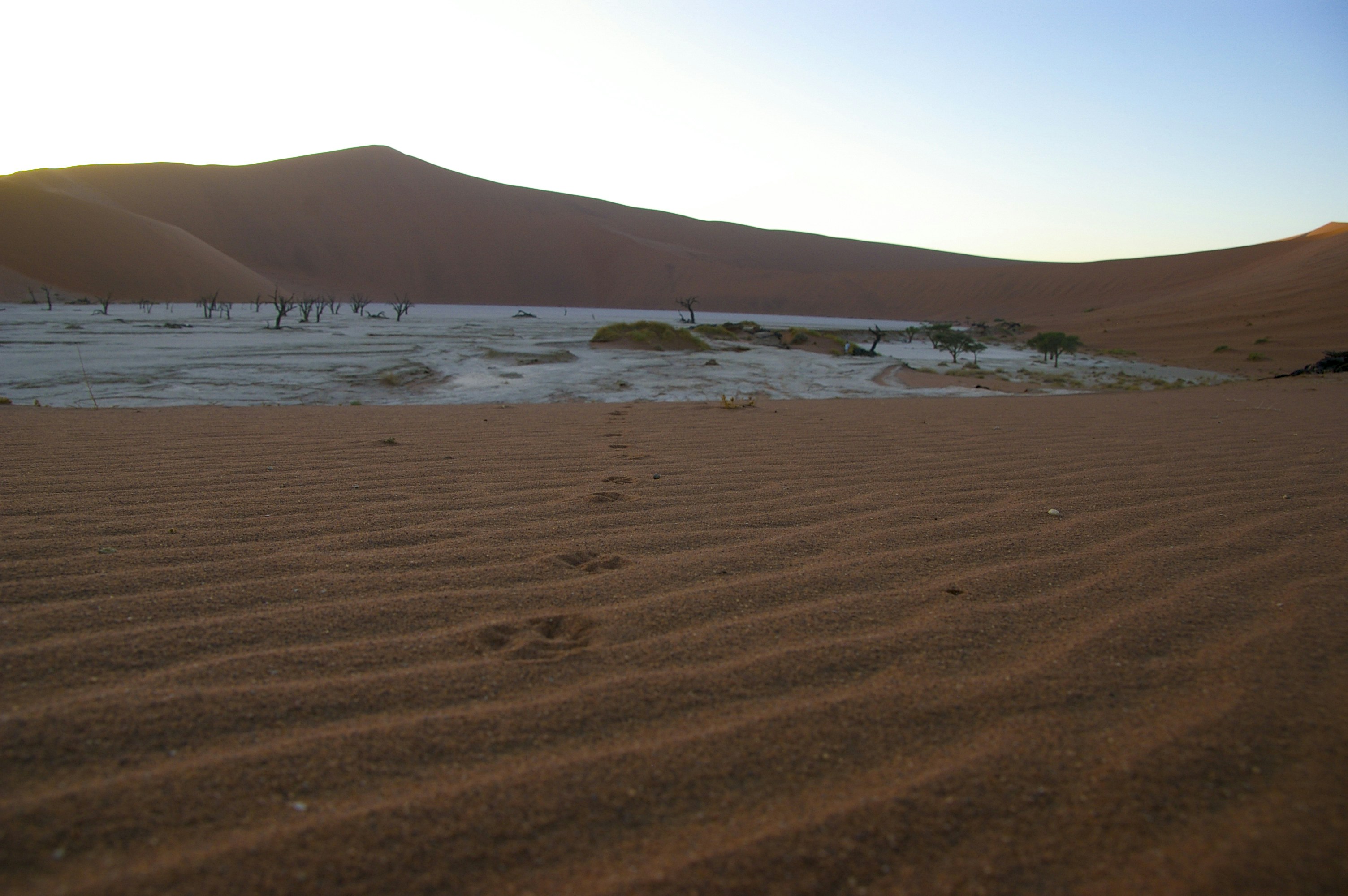 footprints in the sand near a body of water
