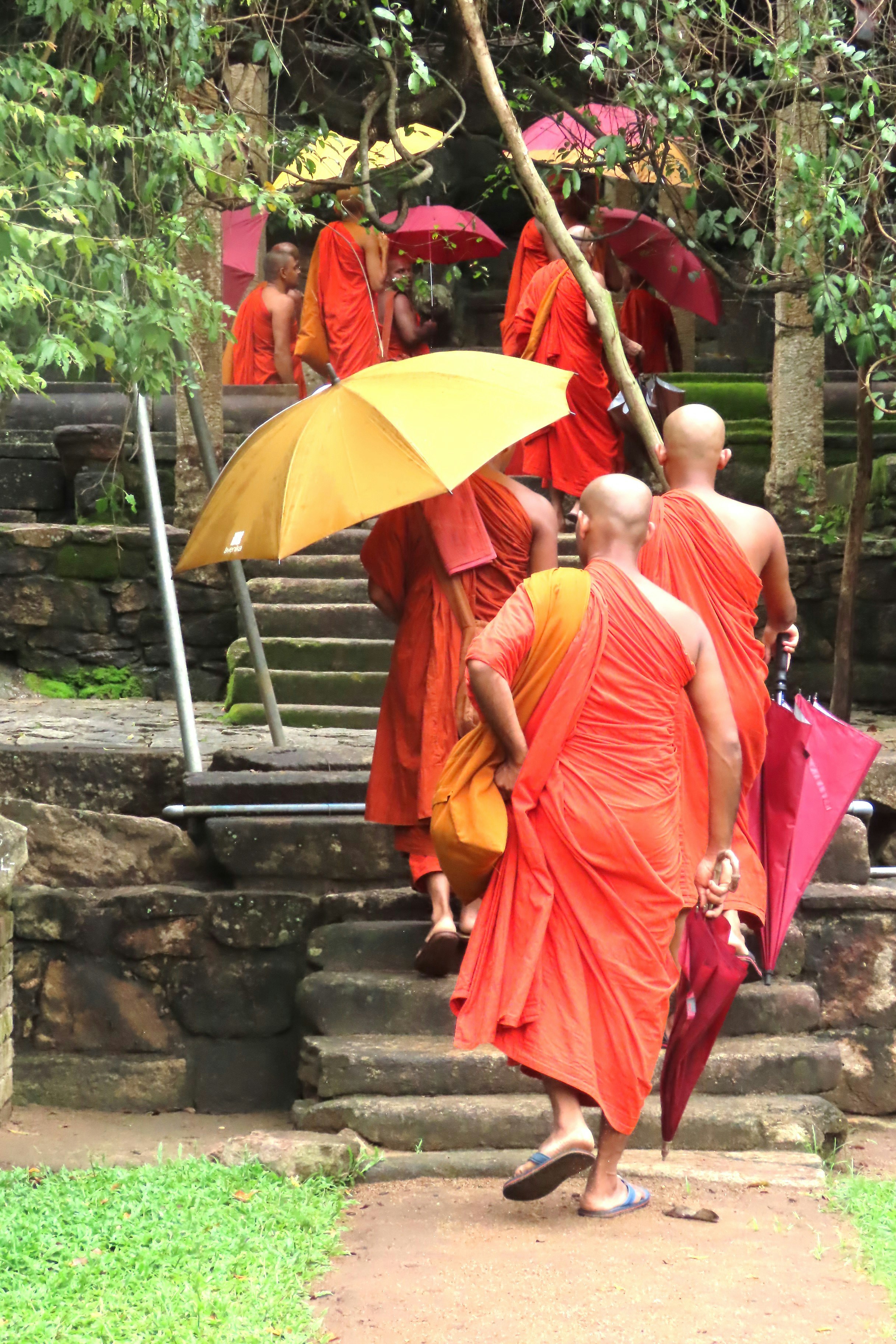 Neotropical Primates 18(2), December 2011, image size:3000x4500