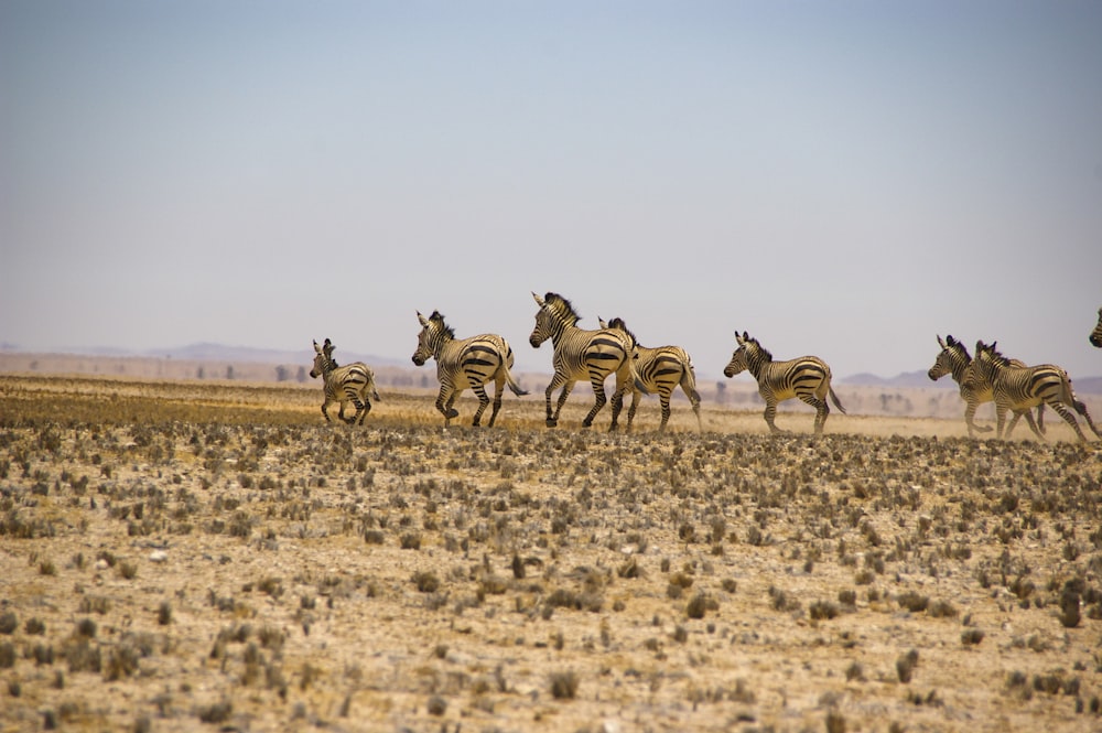 Eine Zebraherde rennt über ein trockenes Grasfeld