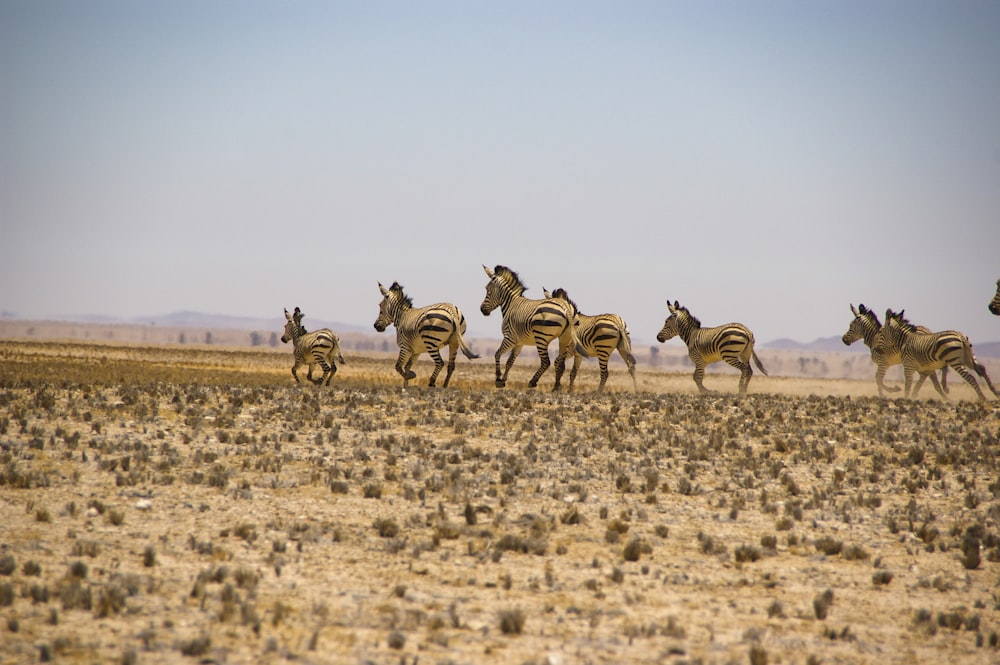 a herd of zebra running across a dry grass field