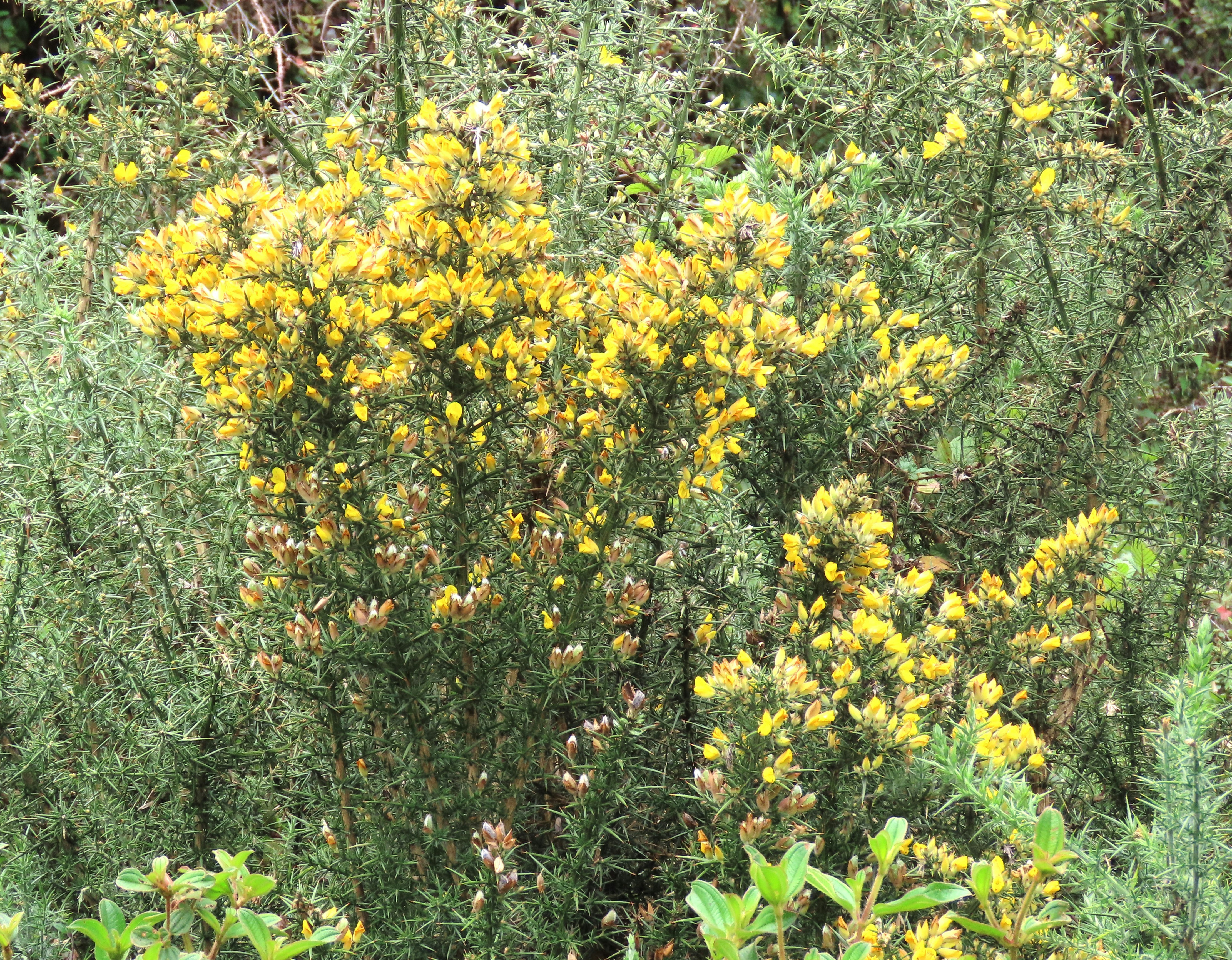 Sri Lanka 2017 – Etapa 2 – Nuwara Eliya: El Fin del Mundo y el Té – Con  Límite Infinito, image size:3000x2339