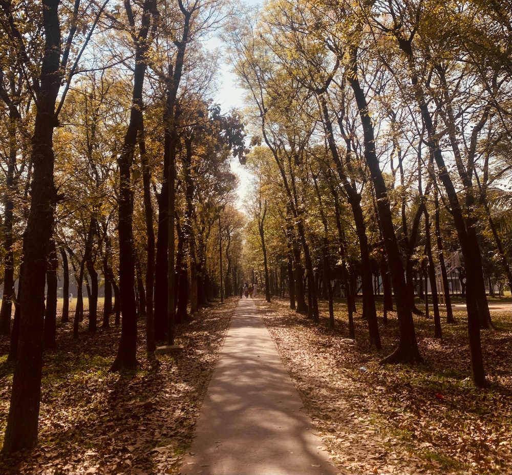 a path in the middle of a park lined with trees