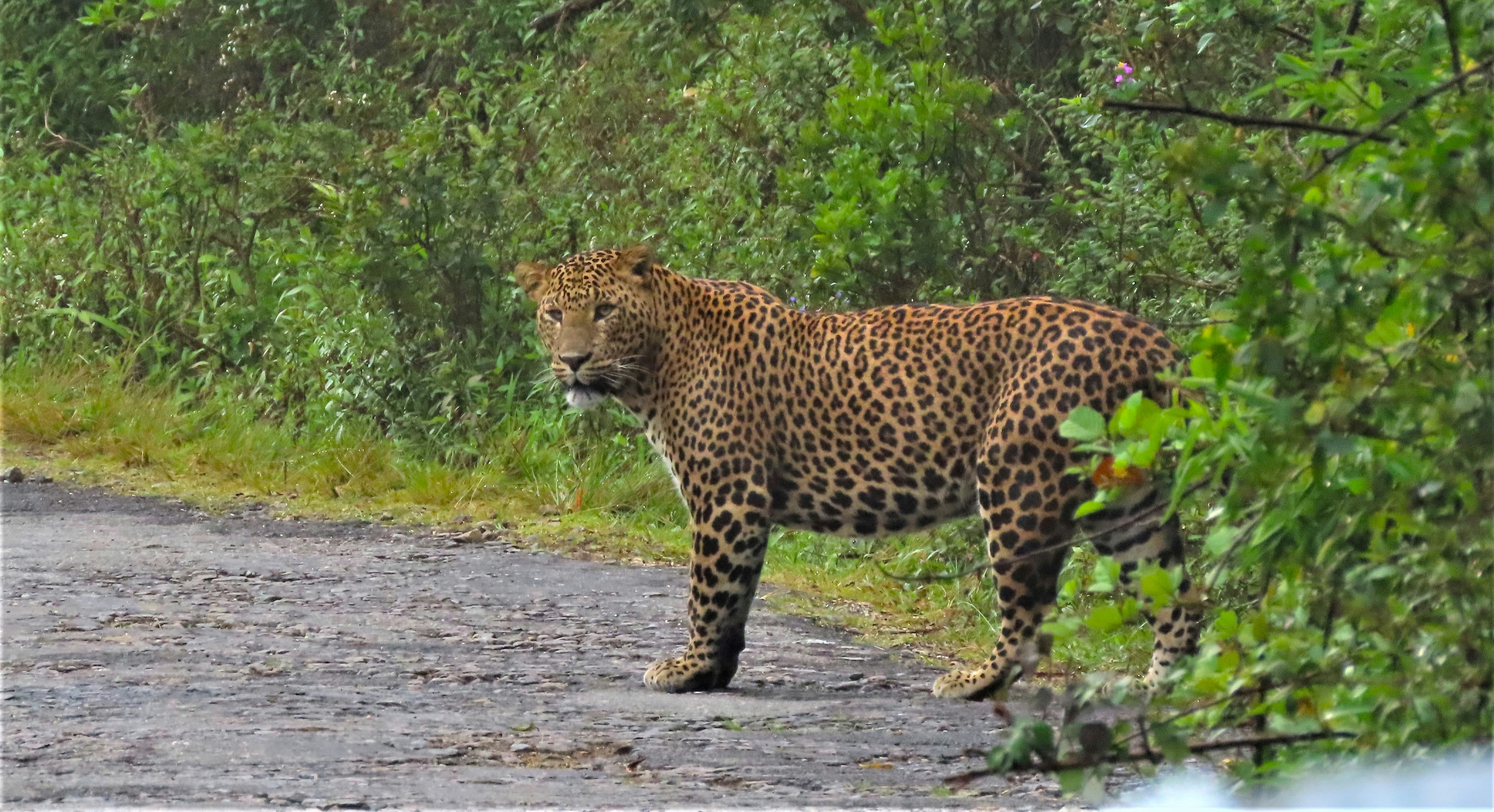Visite as planícies de Horton e Nuwara Eliya saindo de Ella | GetYourGuide, image size:3000x1631