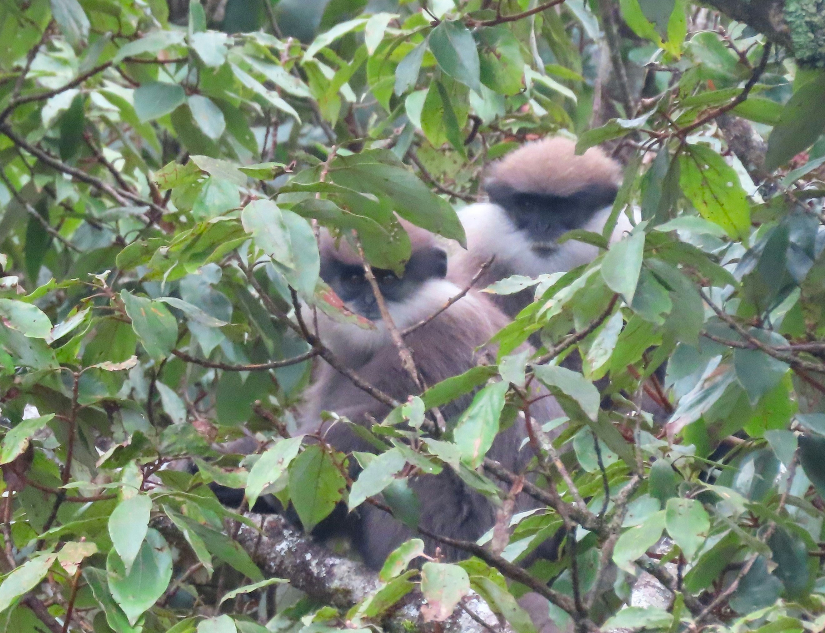 Full Issue, image size:3000x2300