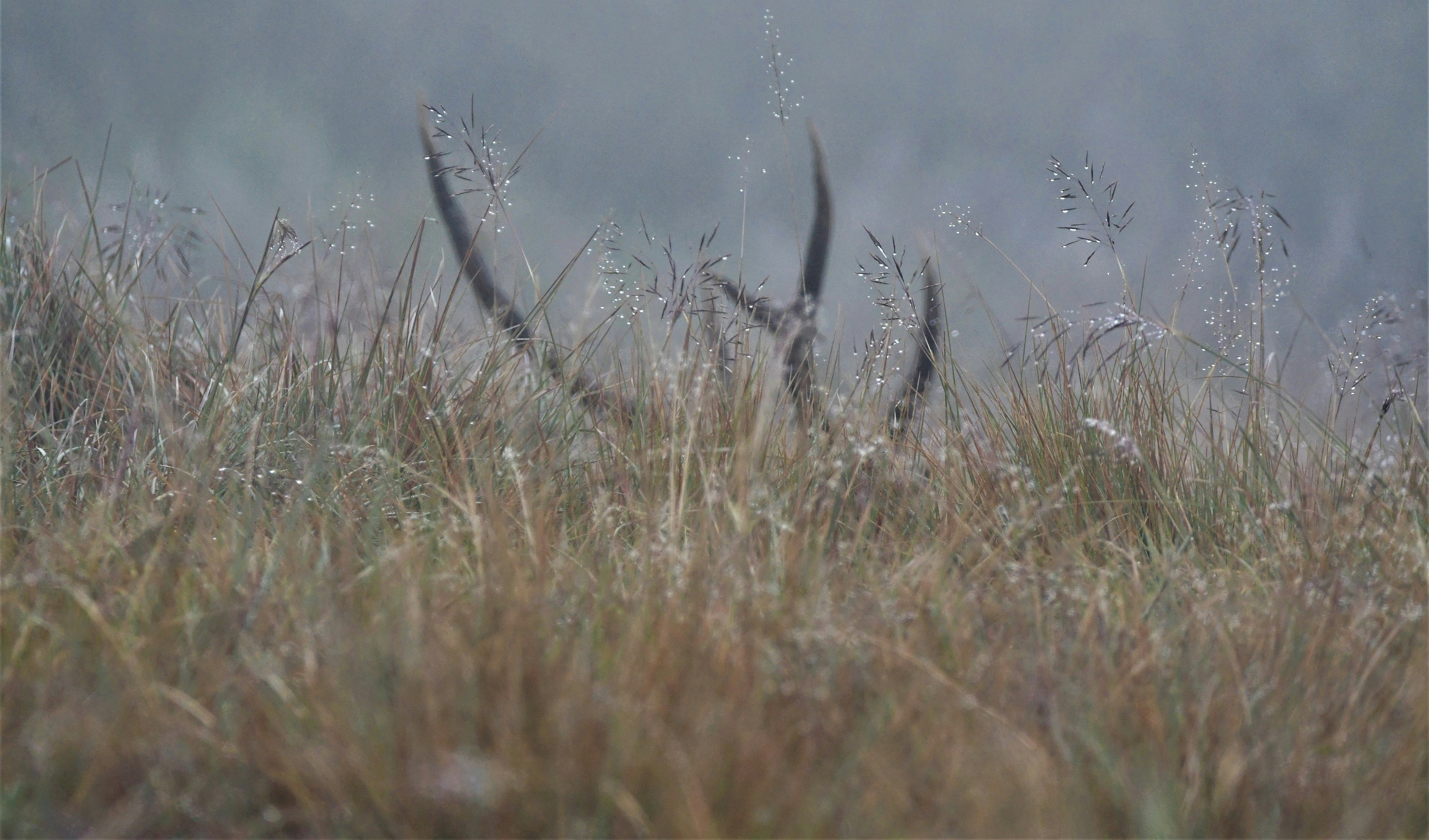 Este lago da Flórida esvaiu-se para o aquífero em questão de dias e deixou  estas linhas d'água uniformes em todas as árvores de cipreste. :  r/Damnthatsinteresting, image size:3000x1763