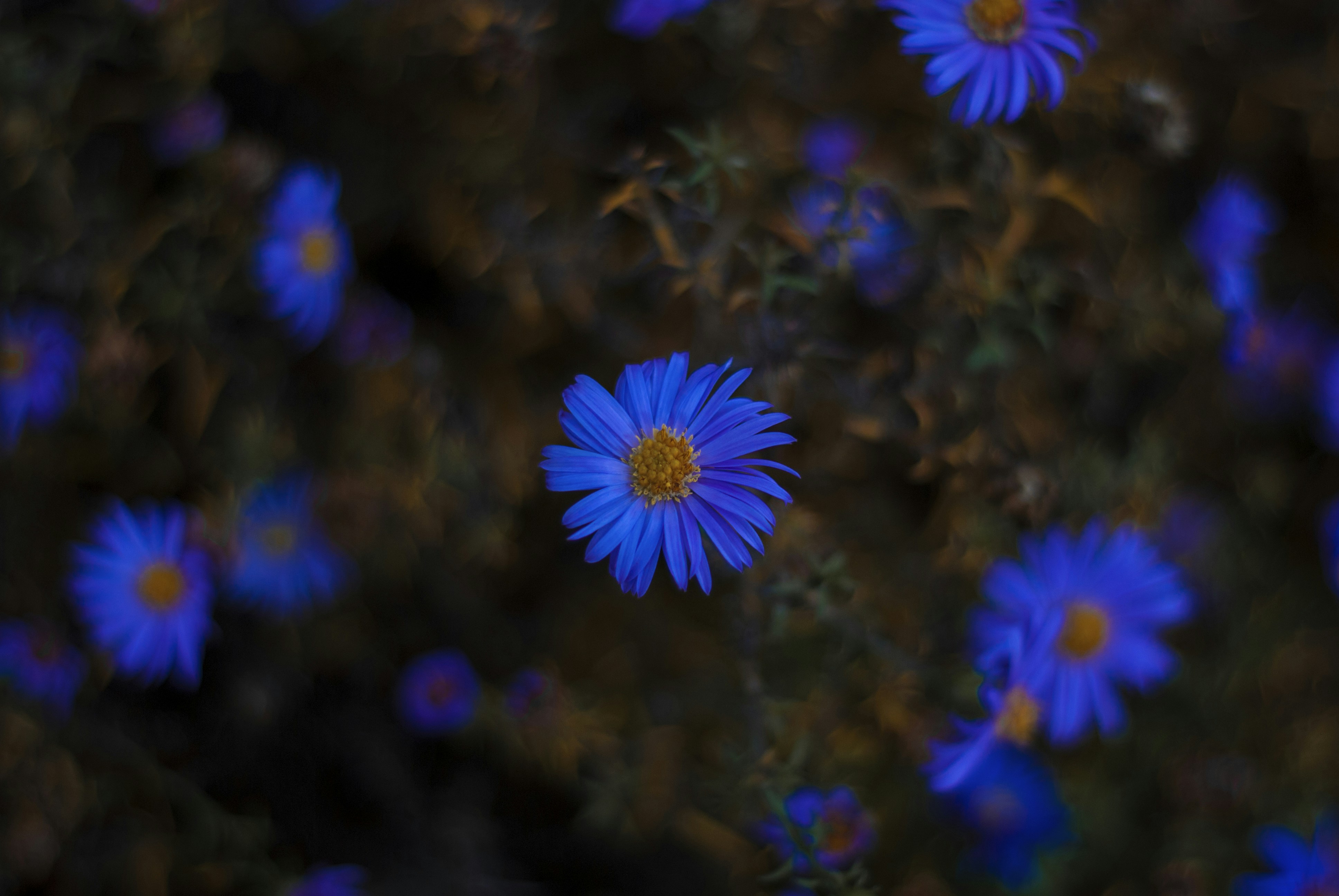 a bunch of blue flowers that are in the grass