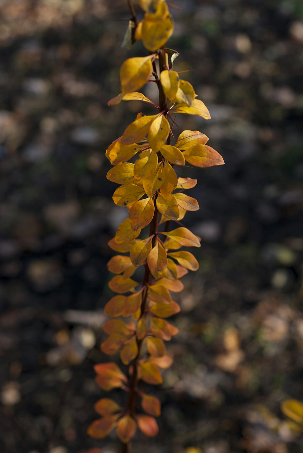 a close up of a plant with yellow leaves