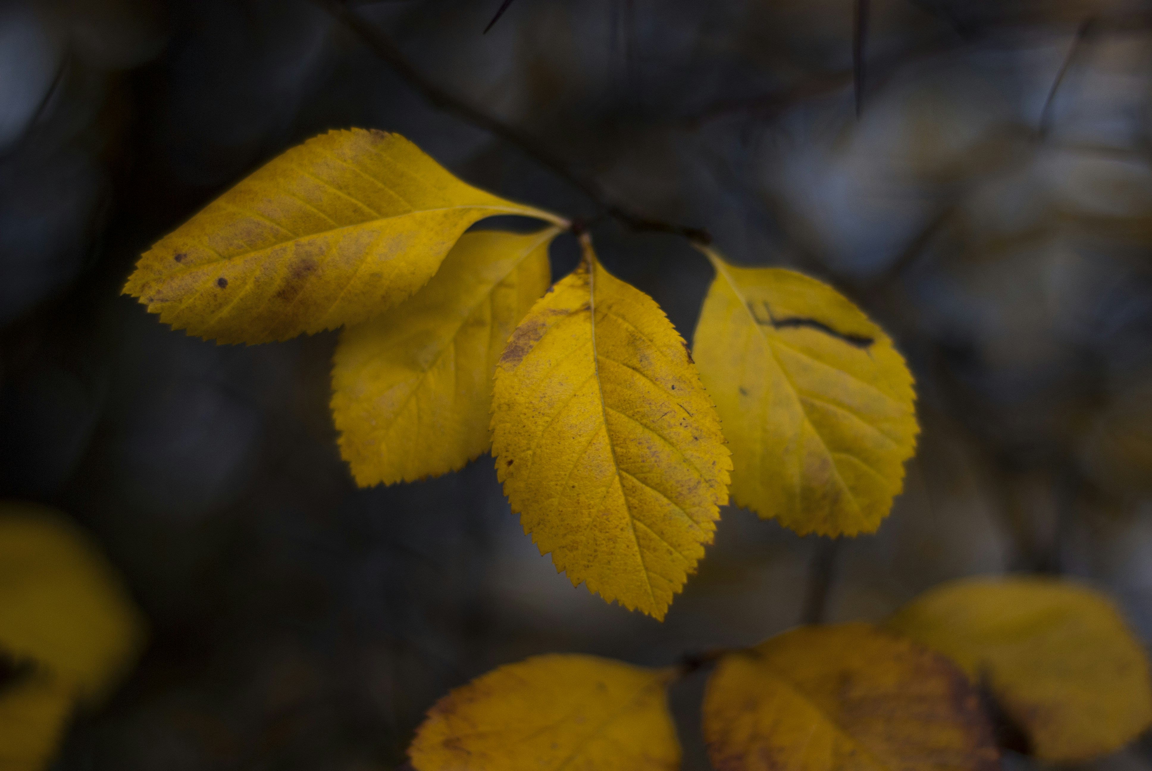 Photo by kovalskihelga