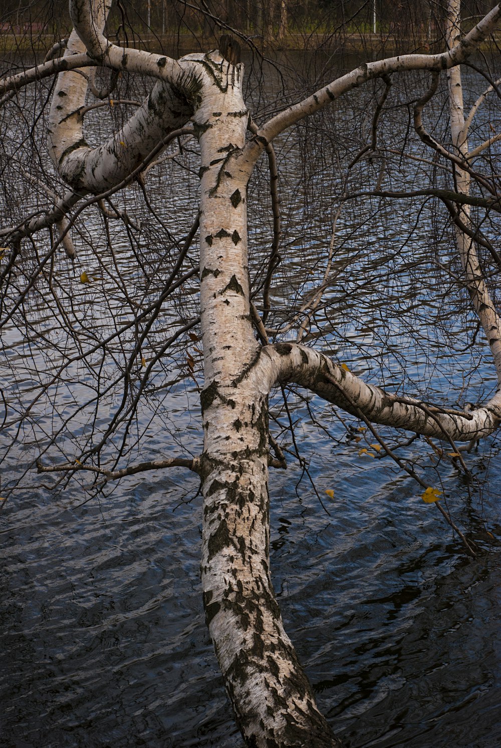 a tree leaning over in the middle of a body of water
