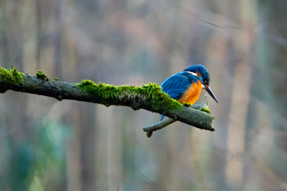 ein blauer und orangefarbener Vogel, der auf einem Ast sitzt
