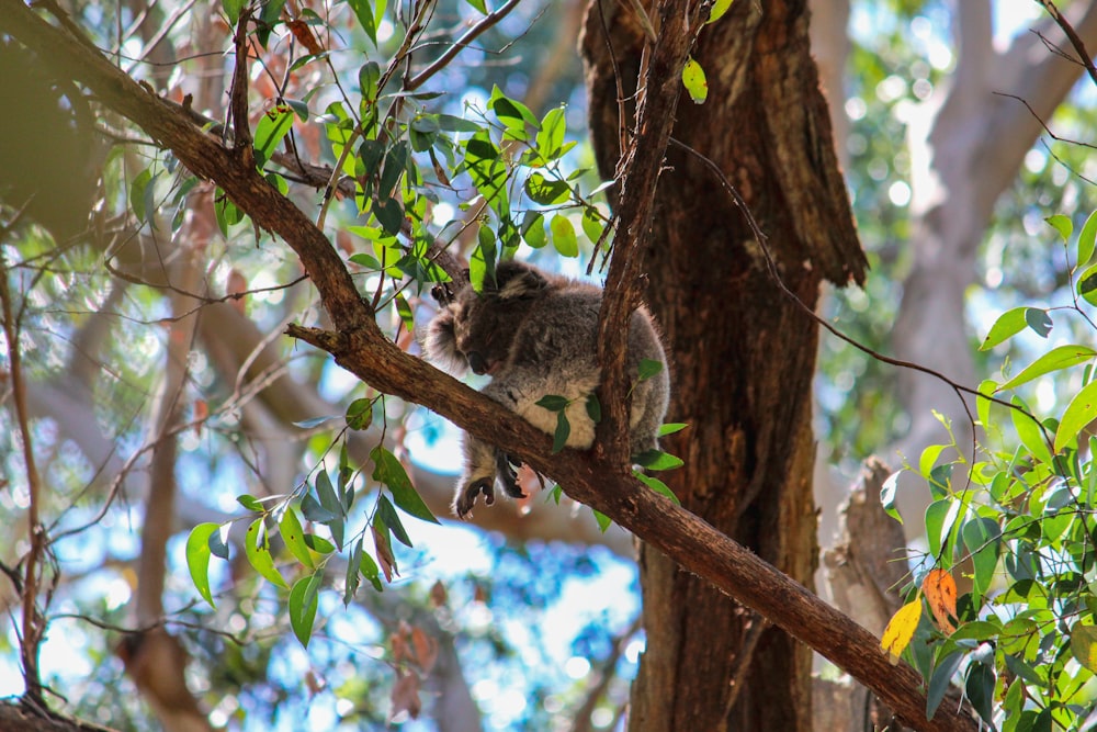 Un koala sentado en la rama de un árbol en un bosque