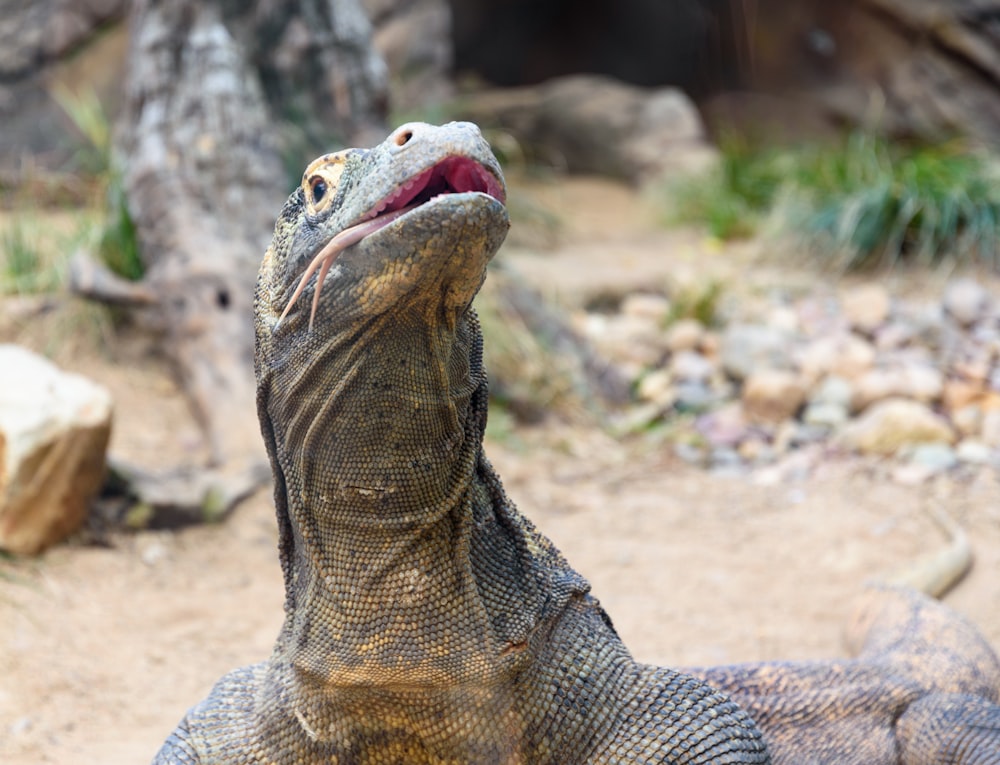 a close up of a lizard with its mouth open