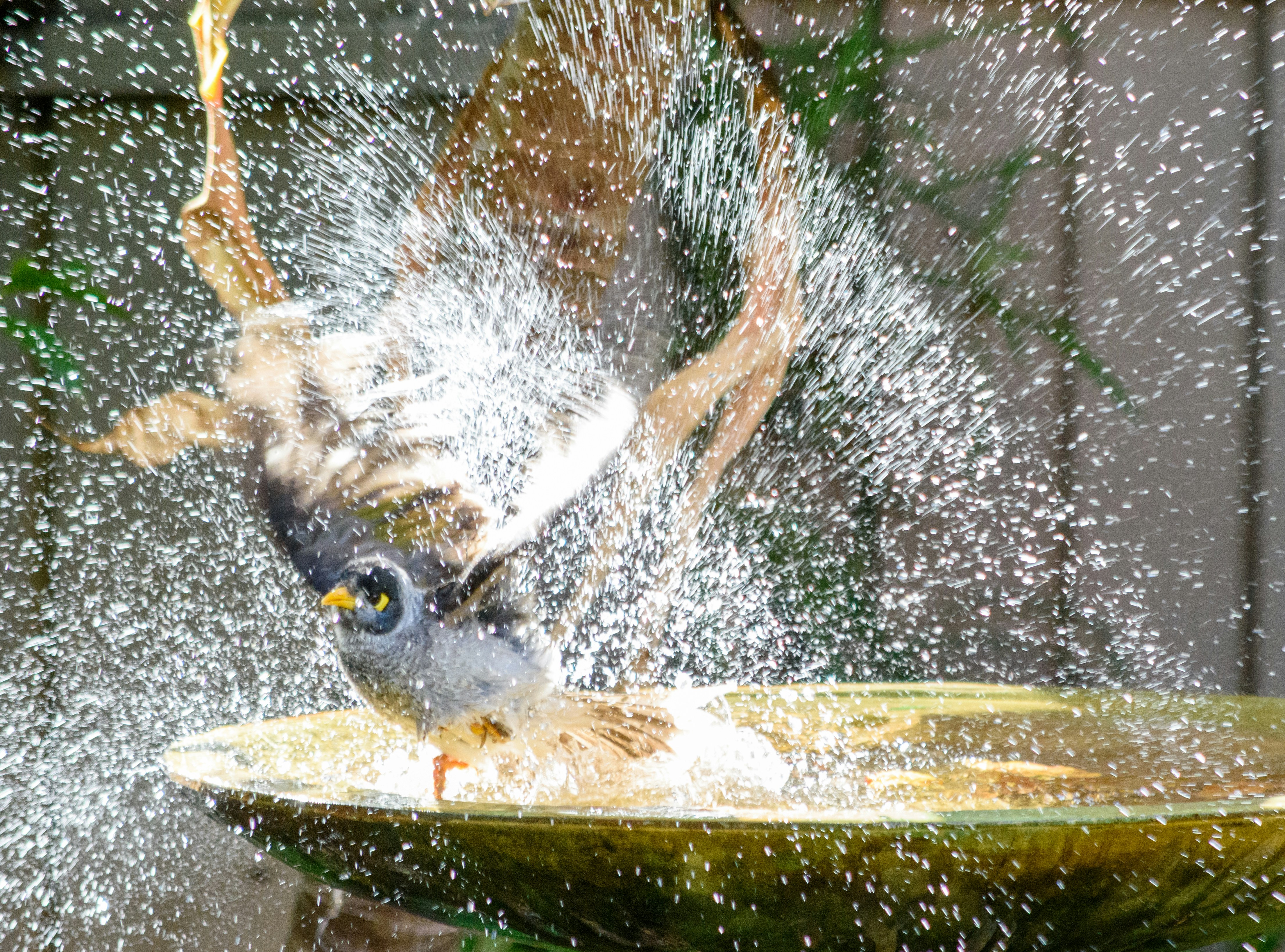 a bird taking a bath in a bird bath