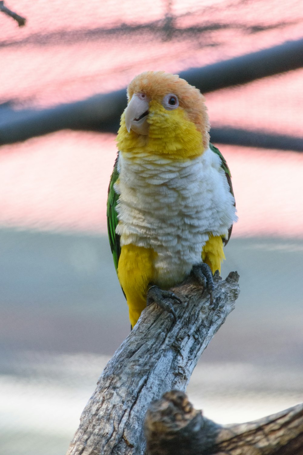 a yellow and white bird sitting on top of a tree branch