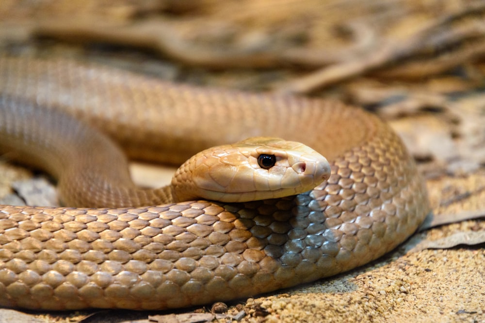 a close up of a snake on the ground