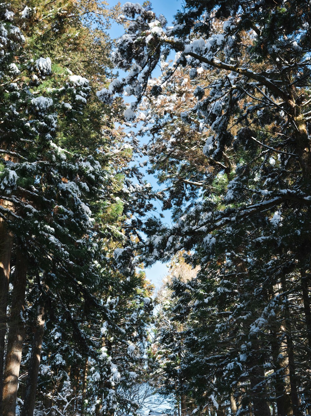 a snow covered road in the middle of a forest