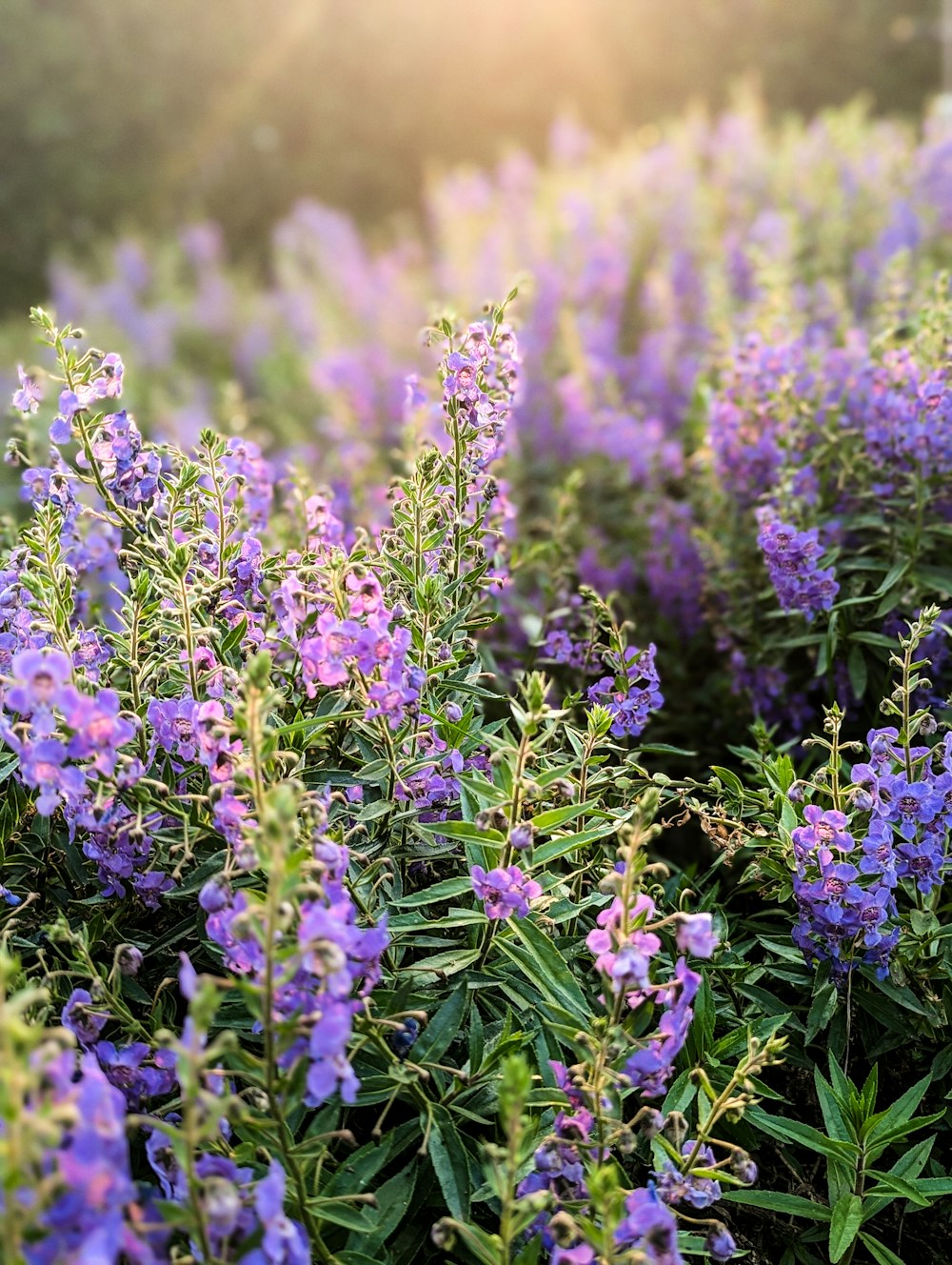 a field of purple flowers in the sunlight