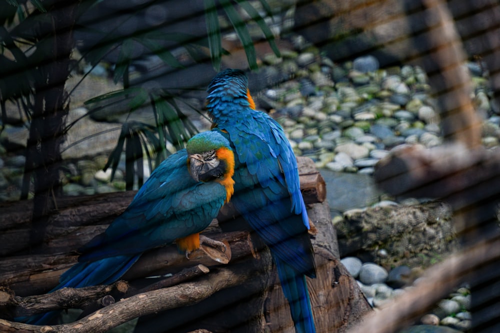 two blue and yellow parrots sitting on a tree branch