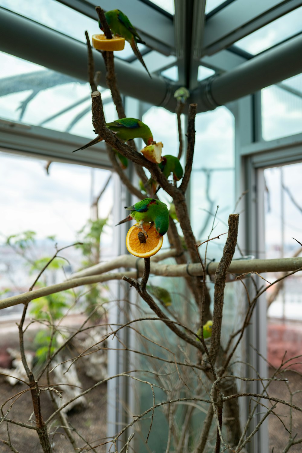 a tree that has some fruit on it