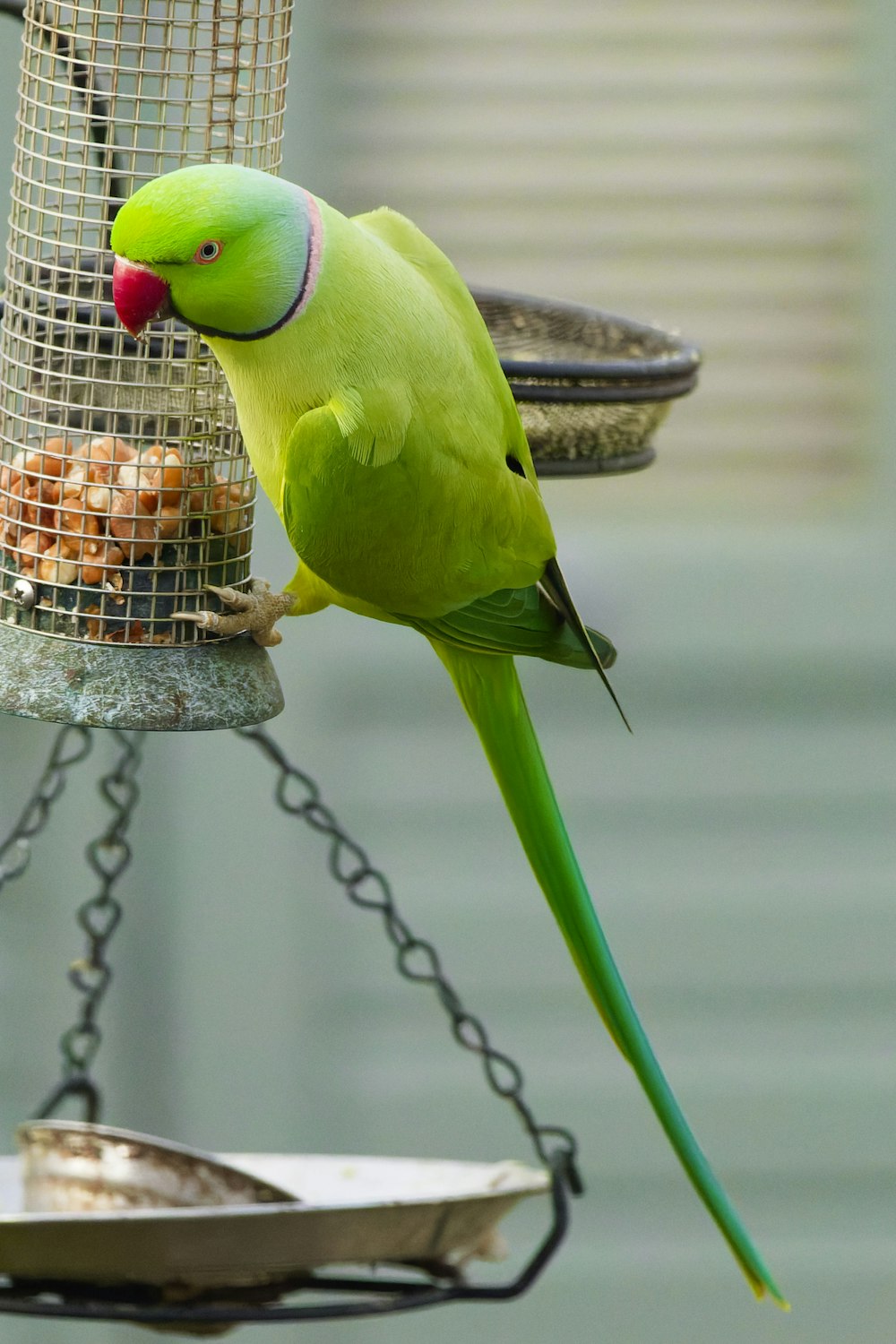 a green bird eating from a bird feeder