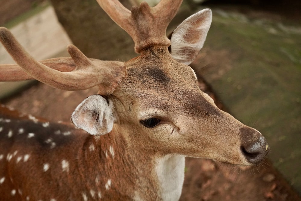 a close up of a deer with antlers on it's head