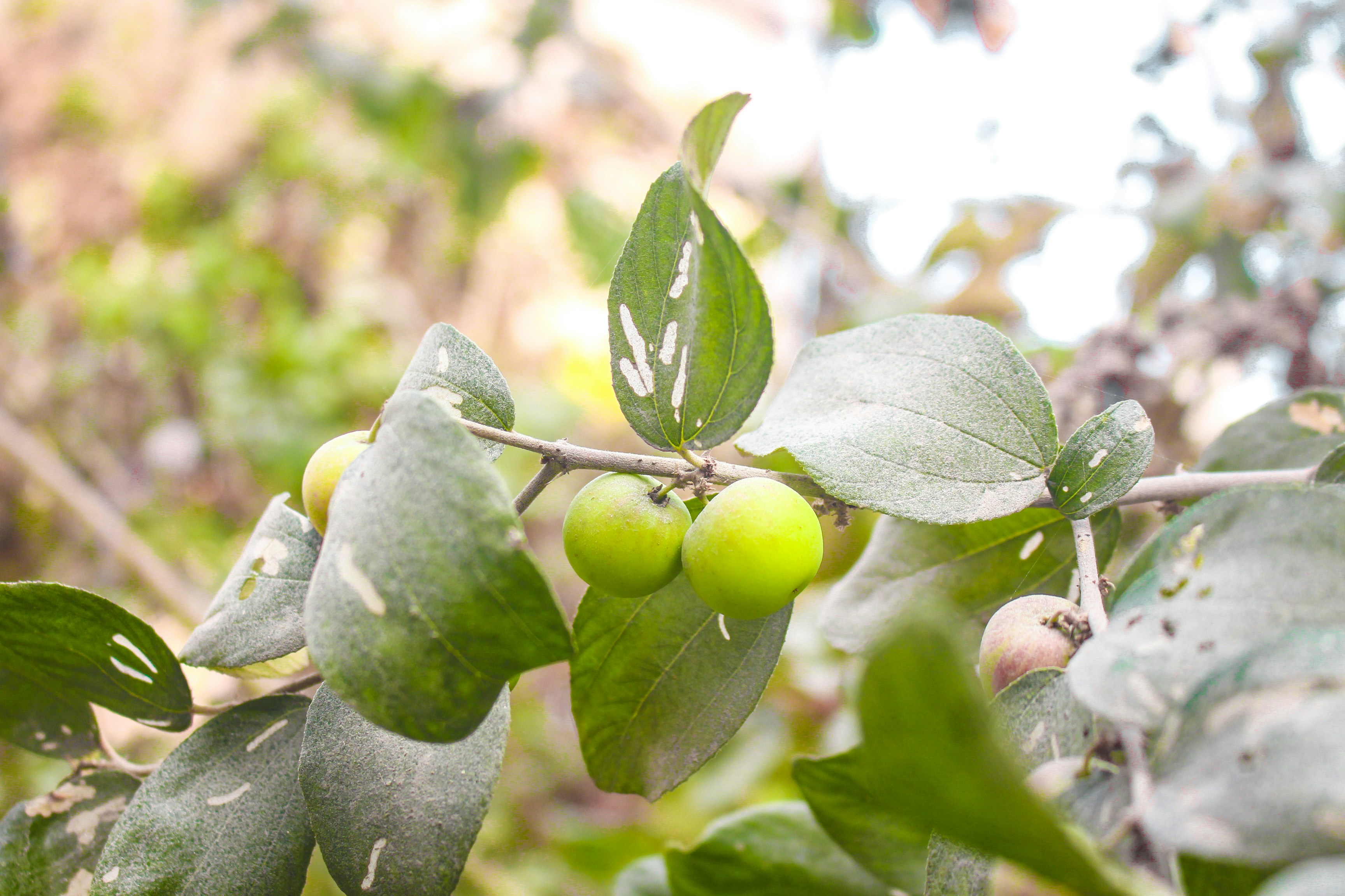 Photo by nishankatuwal7