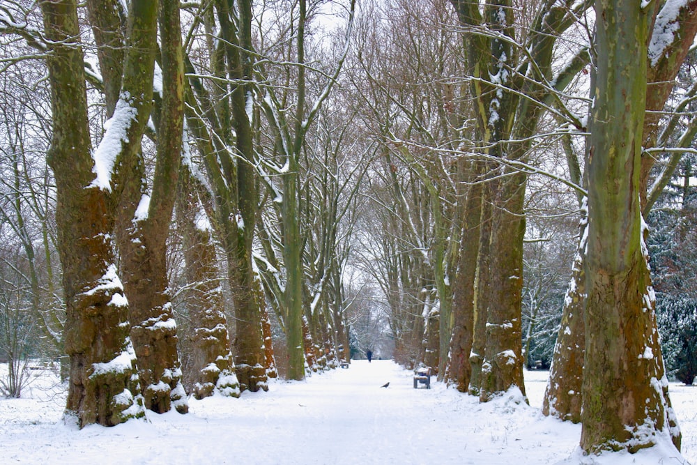 a snowy path in a park with trees and benches