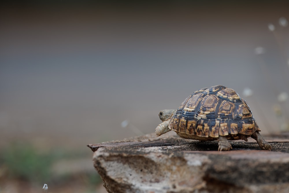 Una pequeña tortuga camina sobre una roca