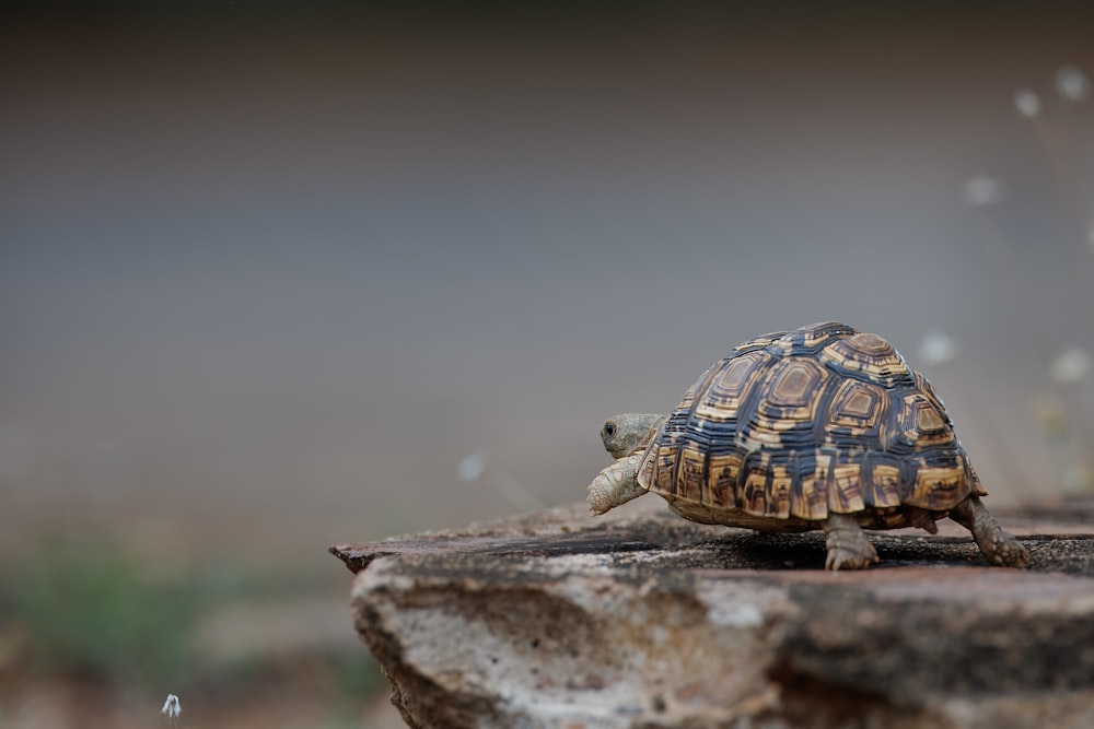 a small turtle is walking on a rock