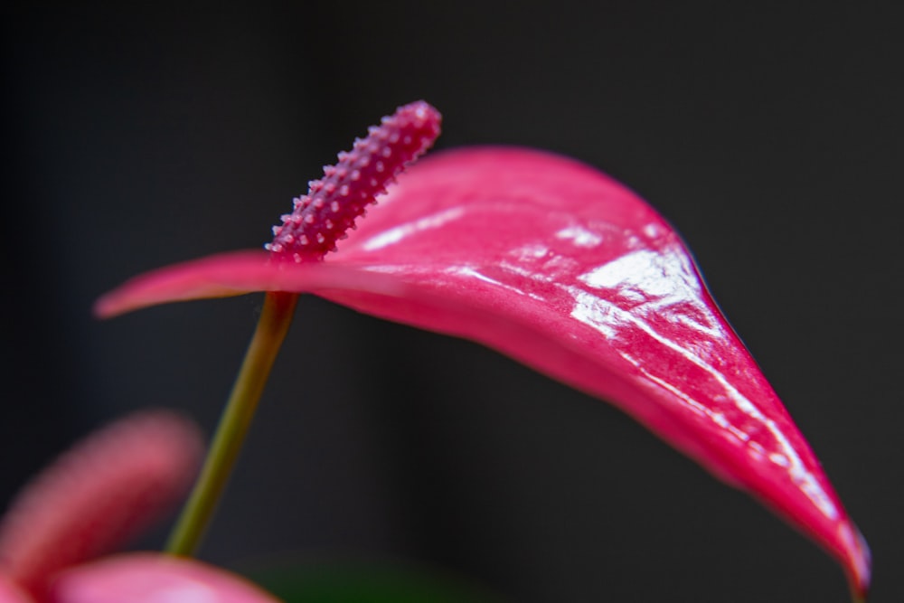 Un primer plano de una flor rosa en la mano de una persona