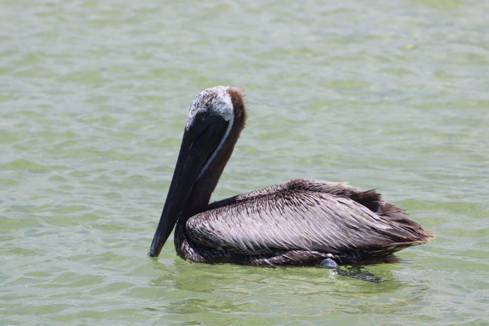um pelicano flutuando em um corpo de água