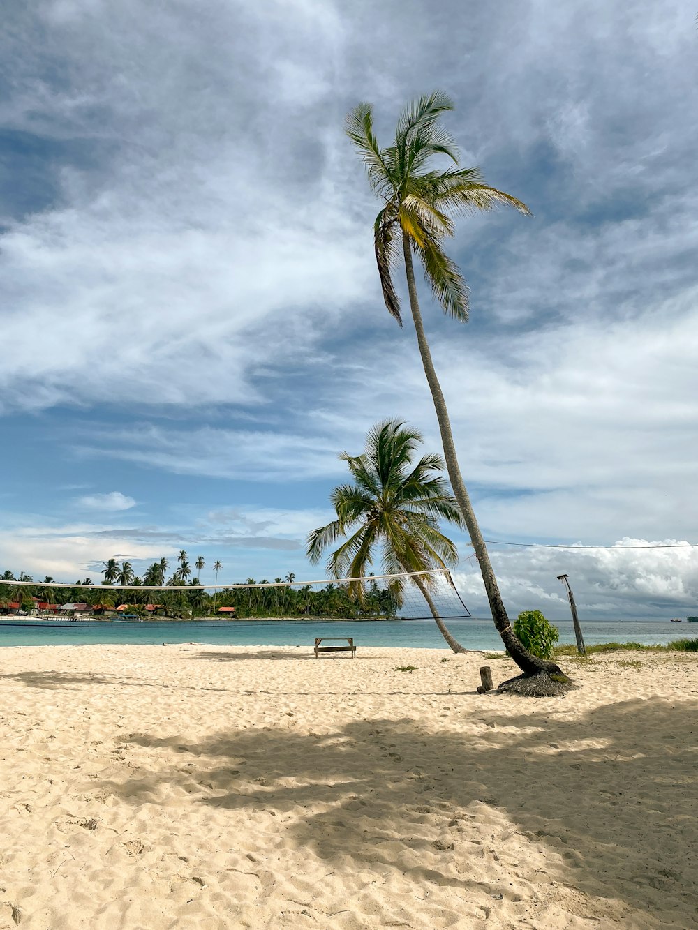 a palm tree on a beach with a blue sky