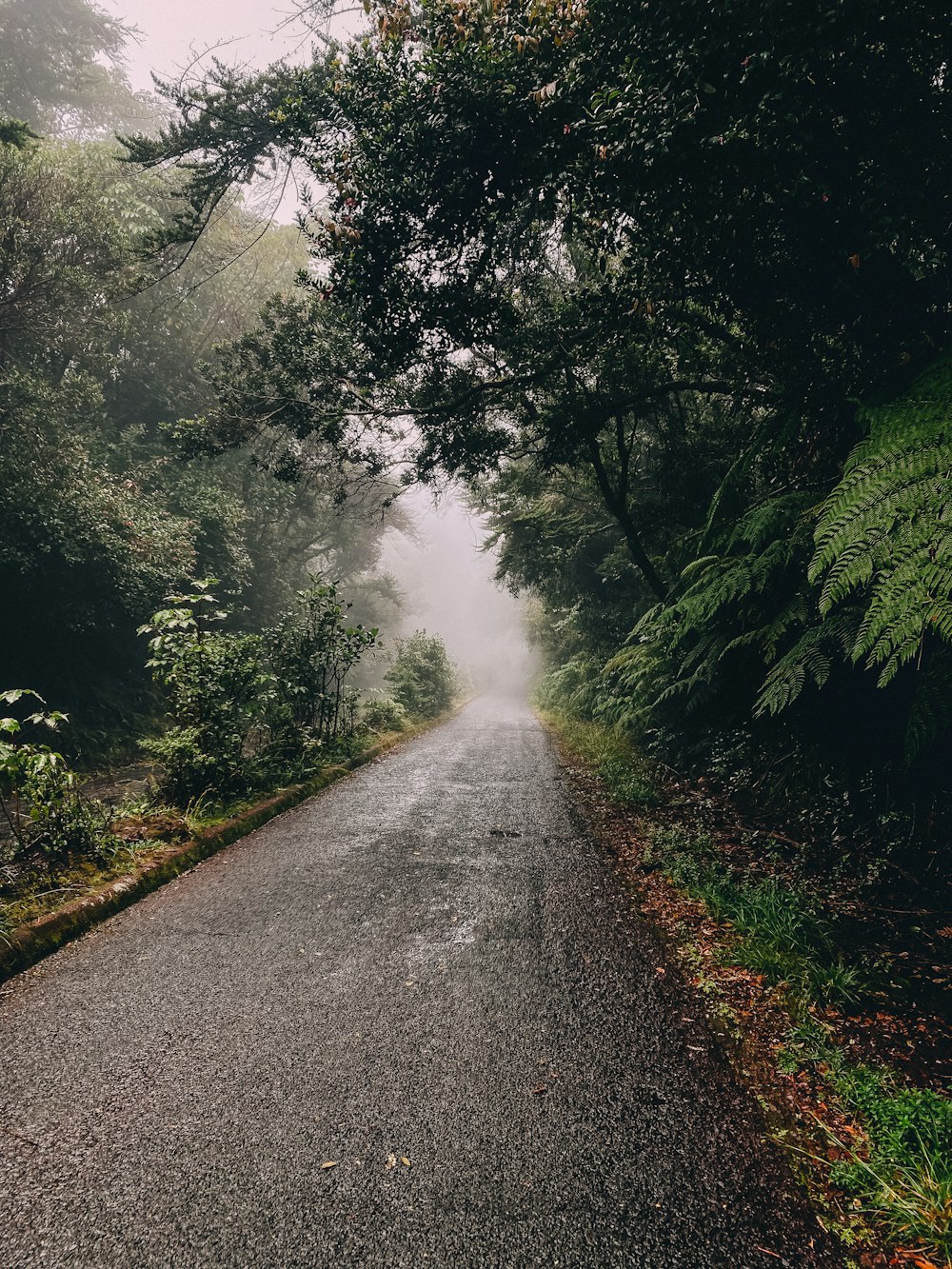 Une route déserte au milieu d’une forêt