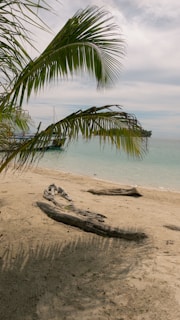 a palm tree on a beach with a boat in the background