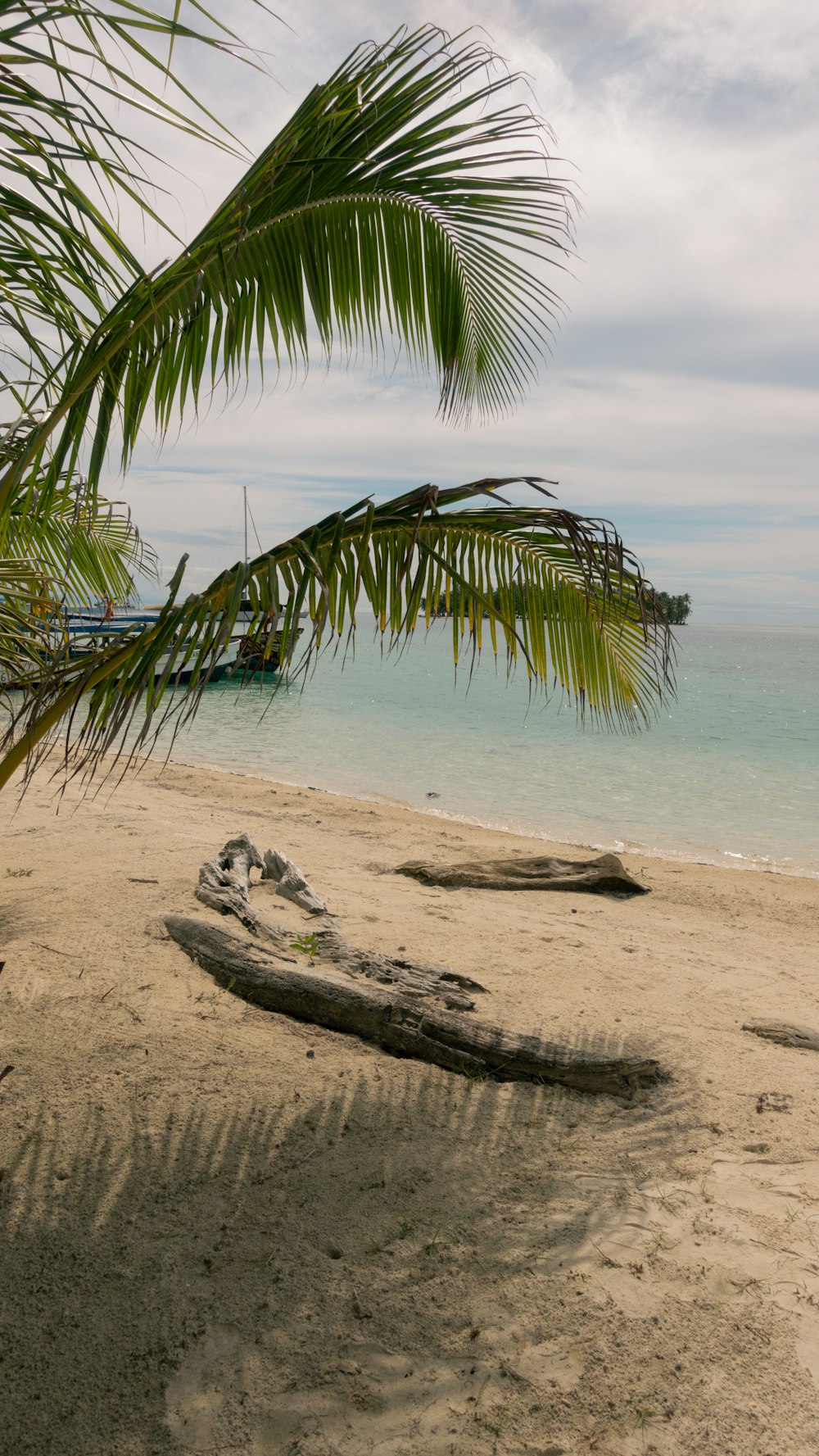 a palm tree on a beach with a boat in the background