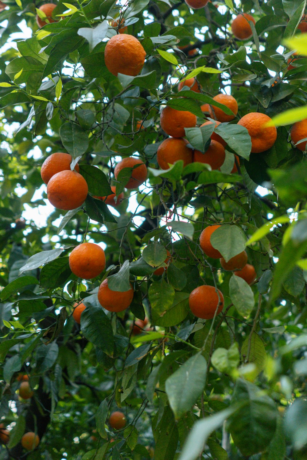 a tree filled with lots of ripe oranges