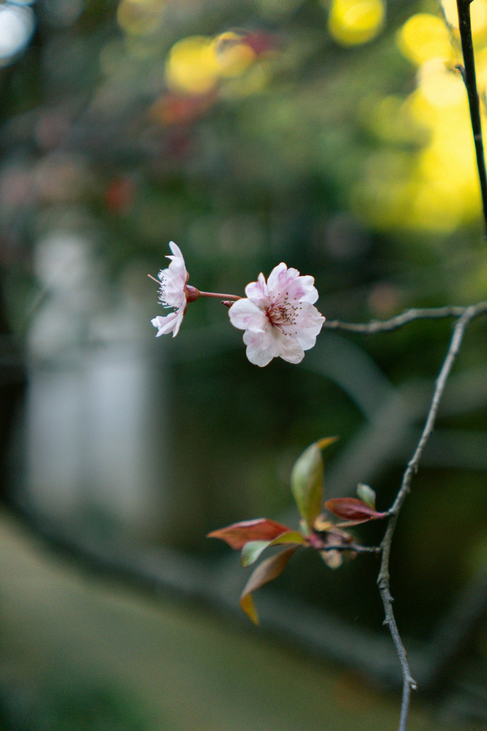 a flower that is on a tree branch