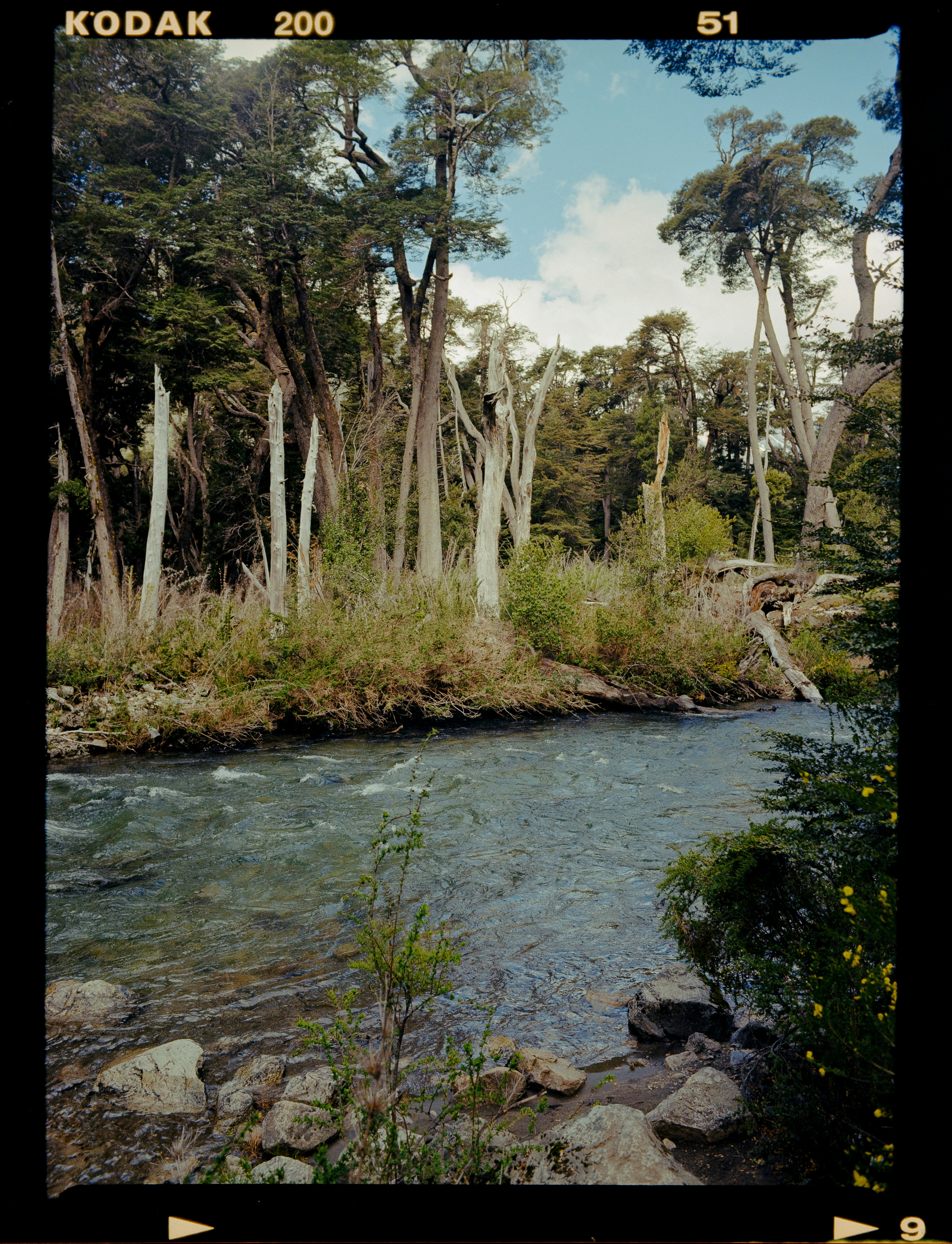a river running through a lush green forest