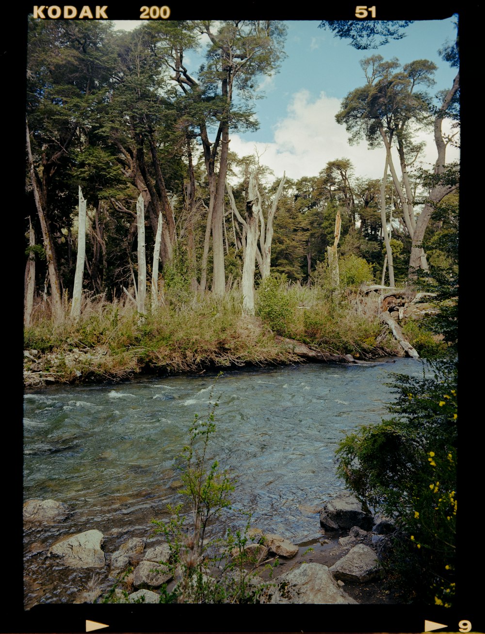 a river running through a lush green forest