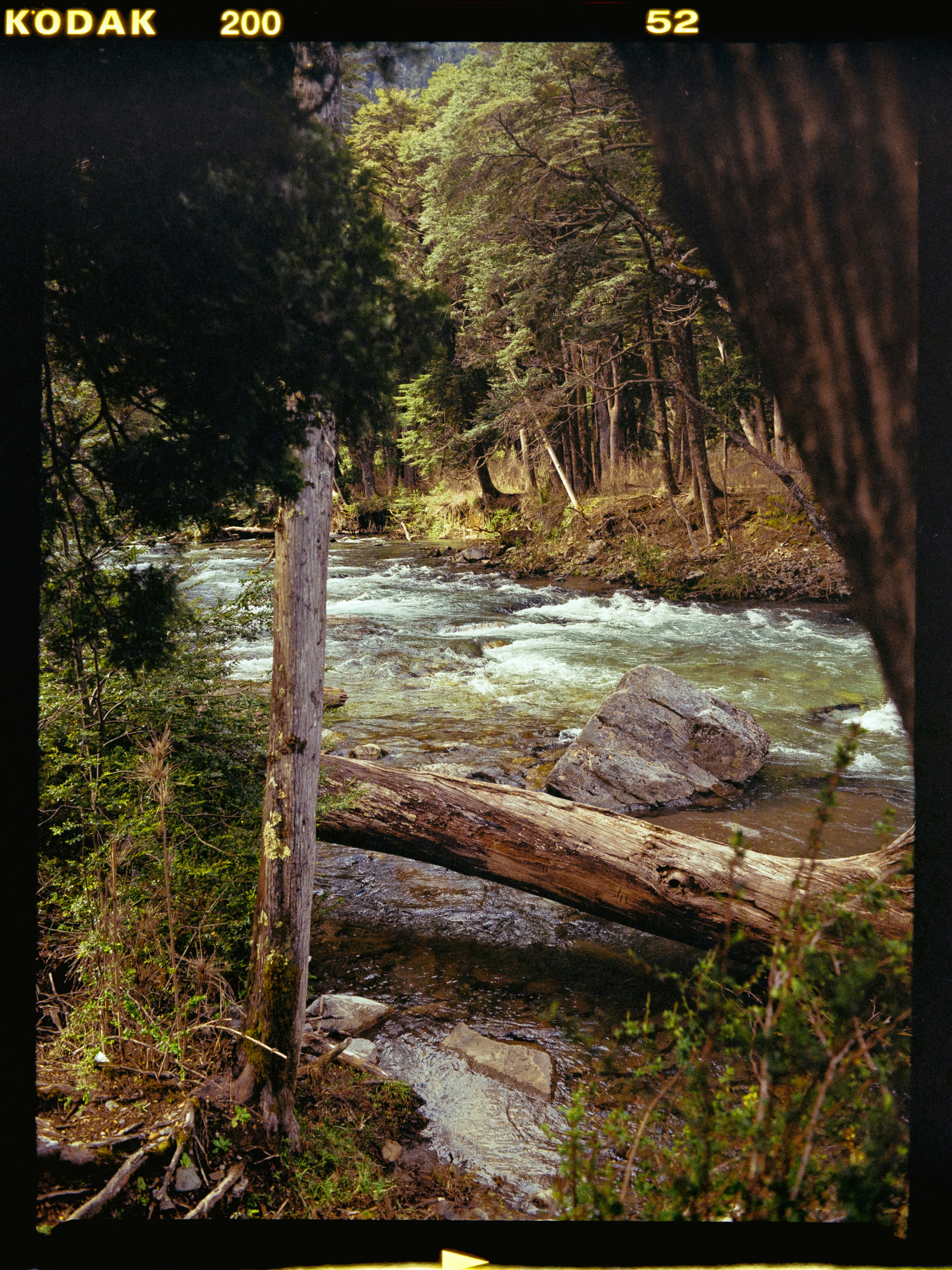 a river running through a forest filled with trees