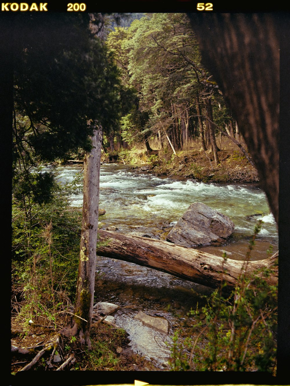 a river running through a forest filled with trees