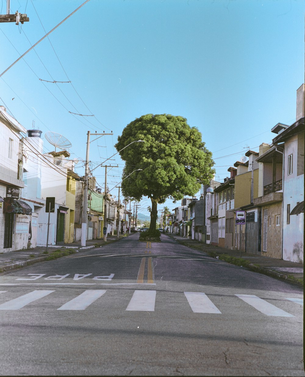 a tree is growing in the middle of a street