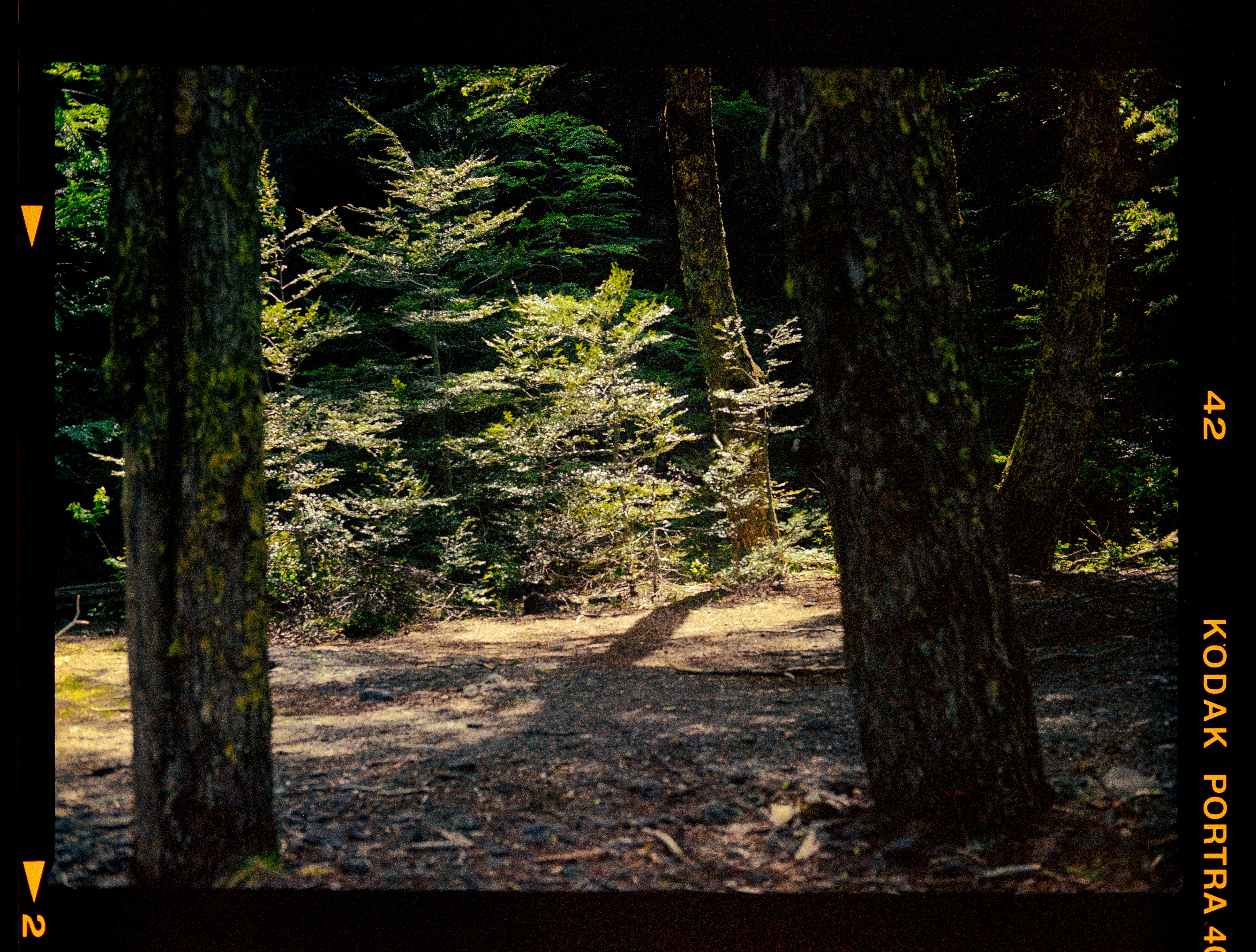 a picture of a bear in the woods