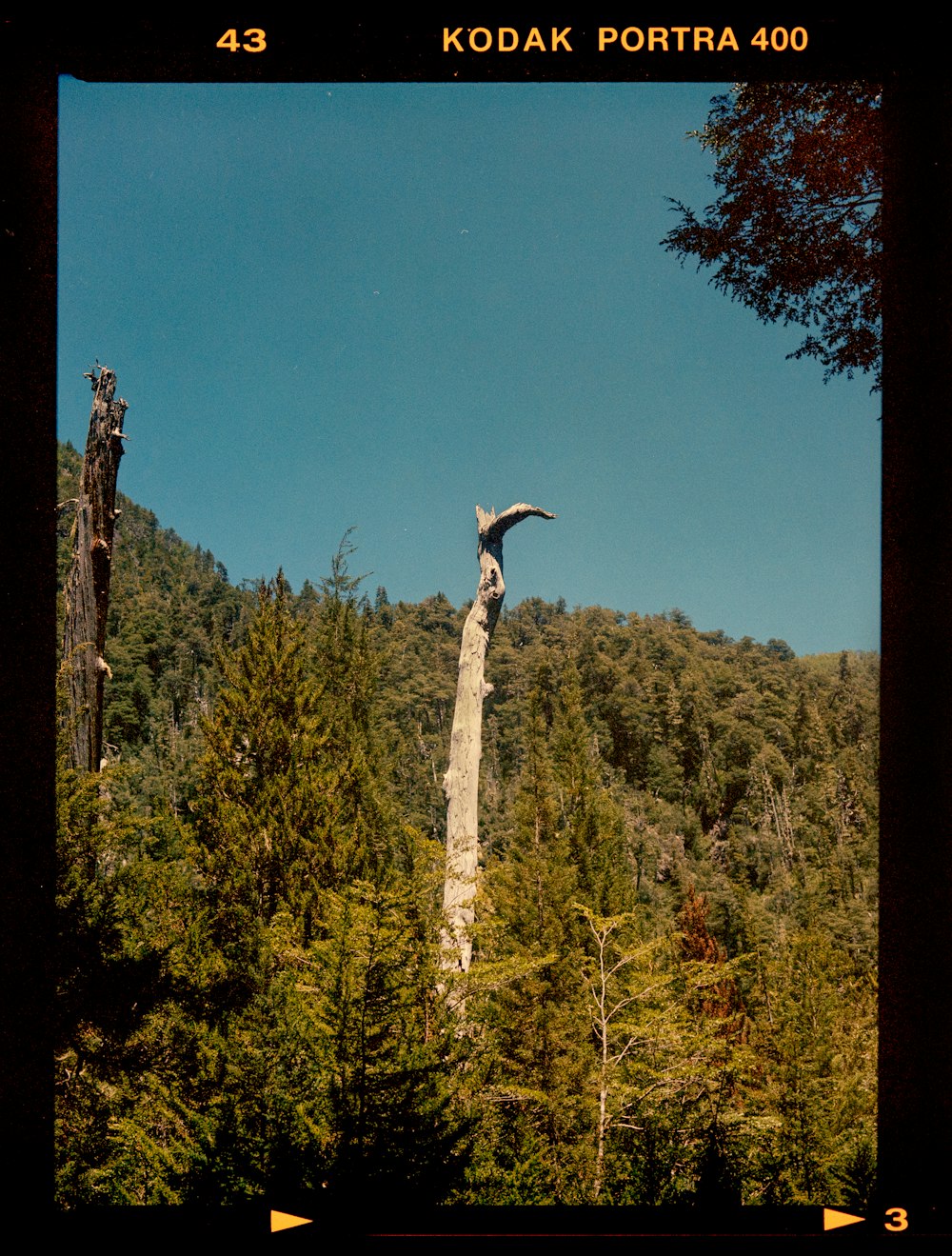 a bird perched on top of a tree in a forest