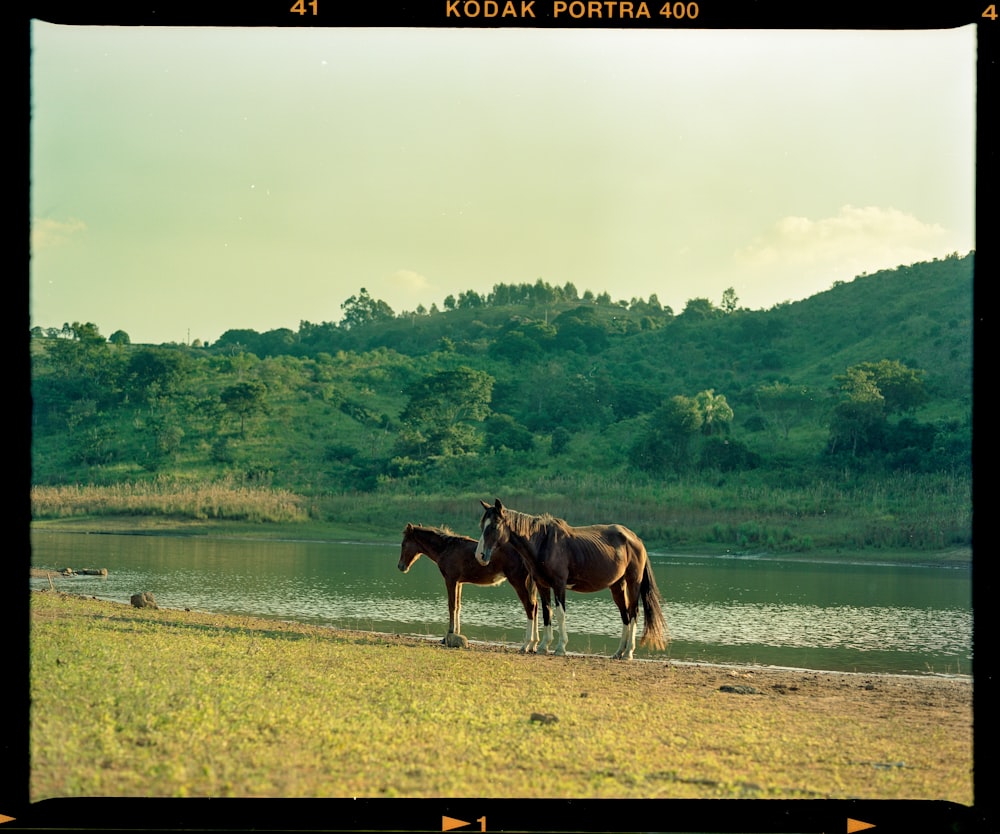 two horses standing next to a body of water