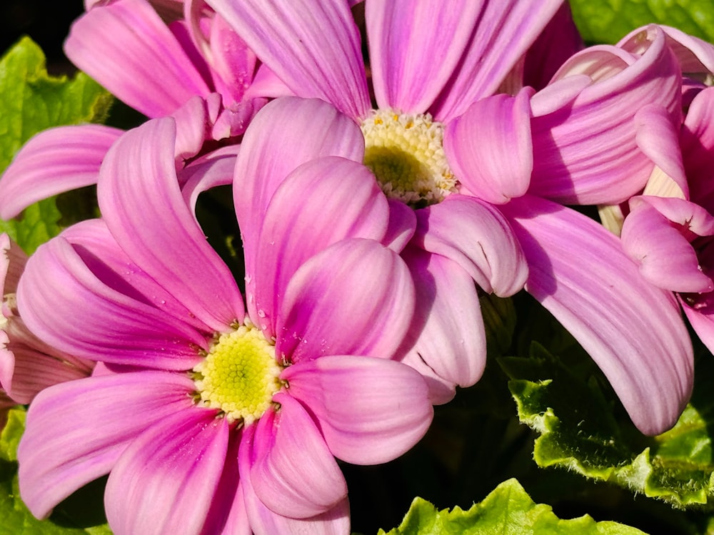 a close up of a bunch of pink flowers